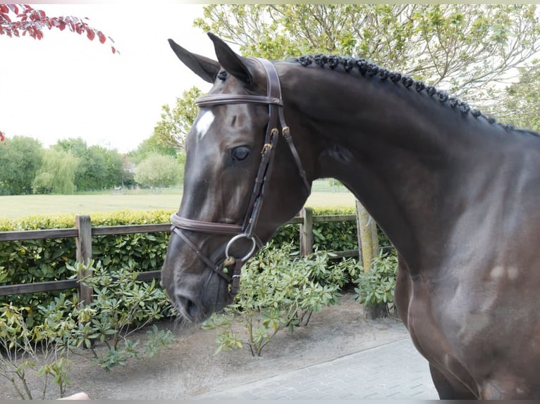 Zangersheide Klacz 5 lat 172 cm Kara in Heerde