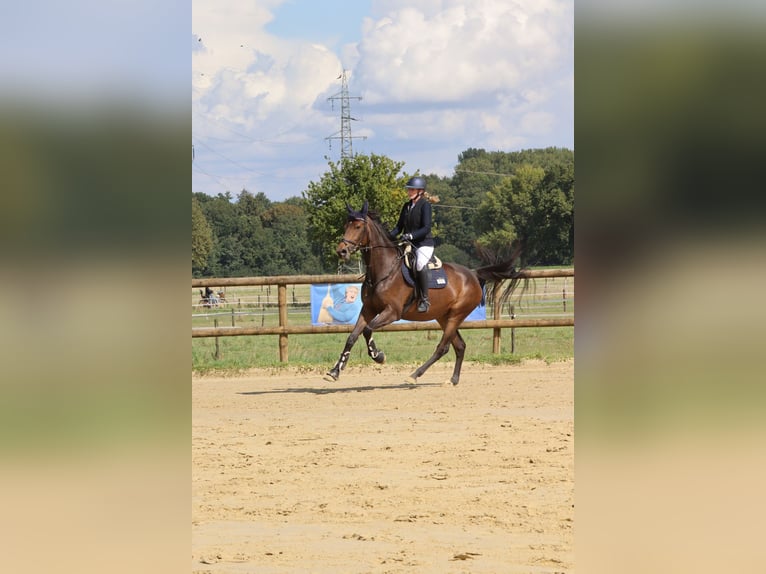 Zangersheide Klacz 5 lat 174 cm Ciemnogniada in Viersen