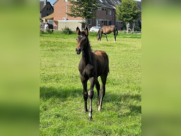 Zangersheide Klacz 5 lat 174 cm Ciemnogniada in Viersen