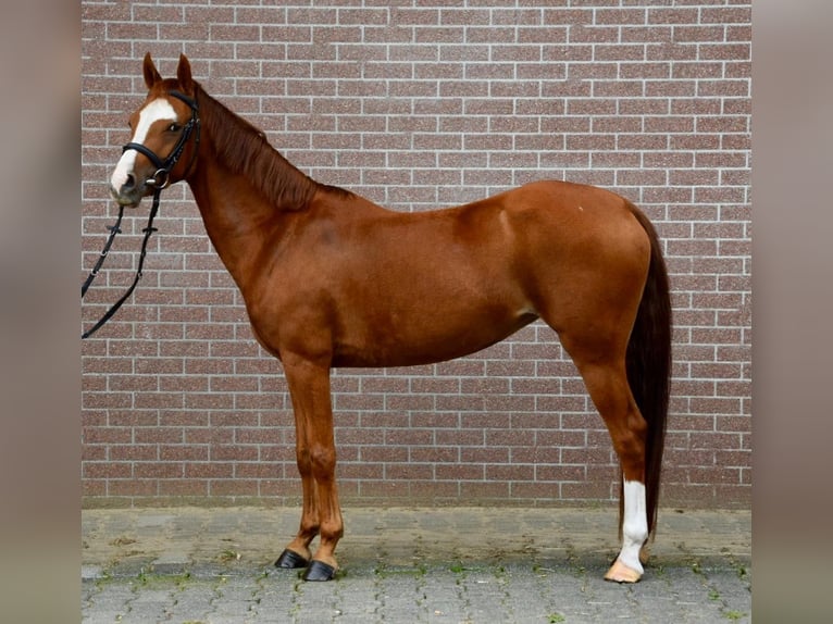 Zangersheide Klacz 6 lat 141 cm Kasztanowata in Toldijk