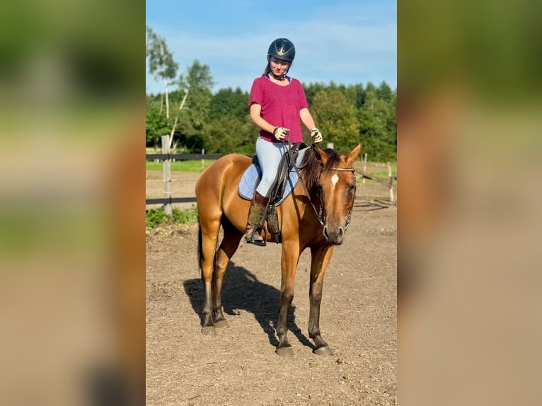 Zangersheide Klacz 6 lat 156 cm Gniada in Turek