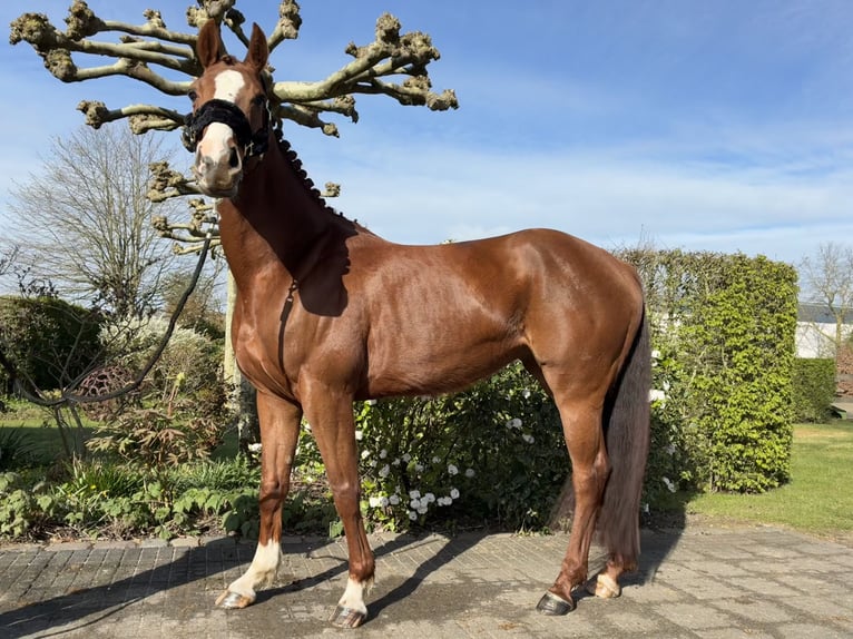 Zangersheide Klacz 6 lat 160 cm Ciemnokasztanowata in Zeveneken