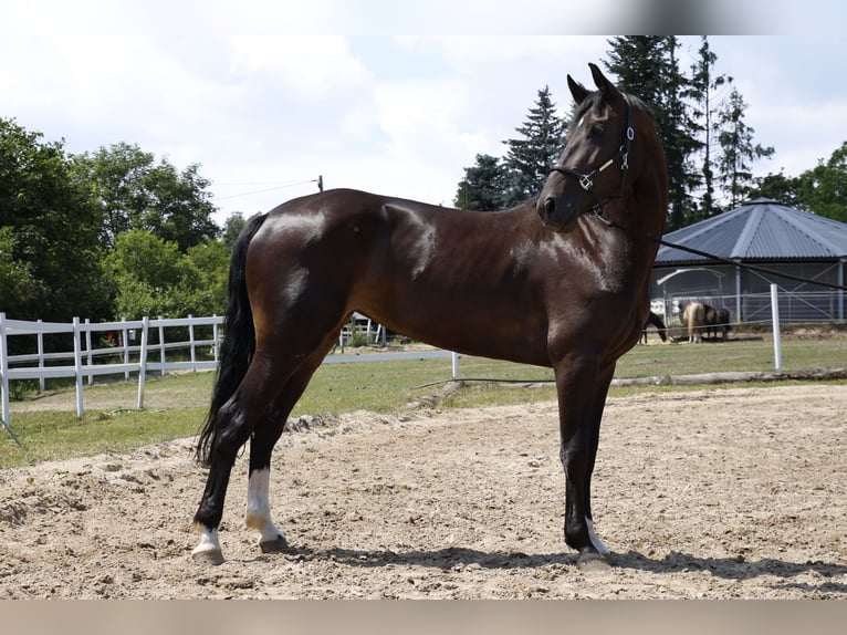 Zangersheide Klacz 6 lat 162 cm Ciemnogniada in Berlin