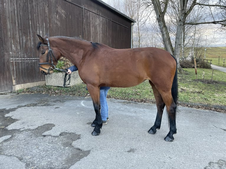 Zangersheide Klacz 6 lat 162 cm Gniada in Winnenden