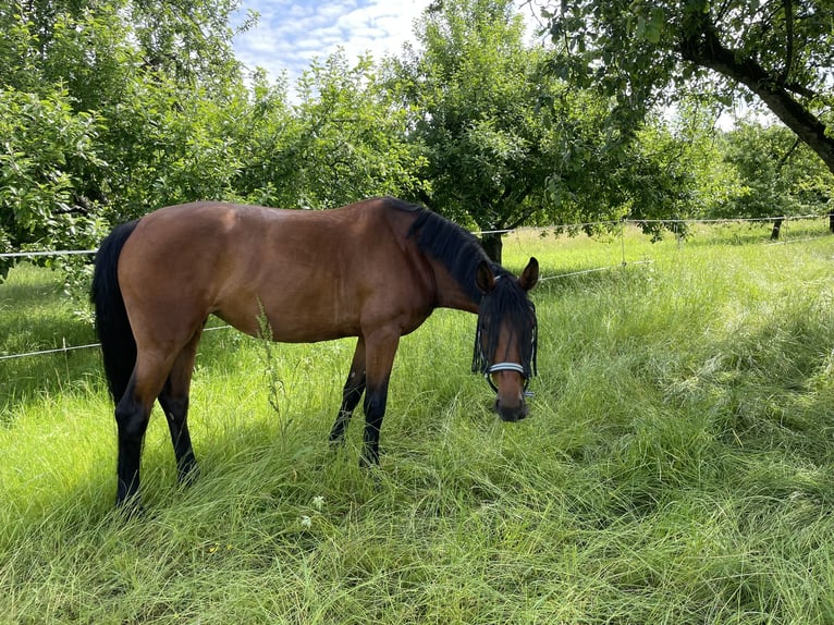 Zangersheide Klacz 6 lat 162 cm Gniada in Winnenden