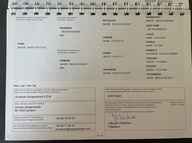 Zangersheide Klacz 6 lat 162 cm Gniada in Winnenden