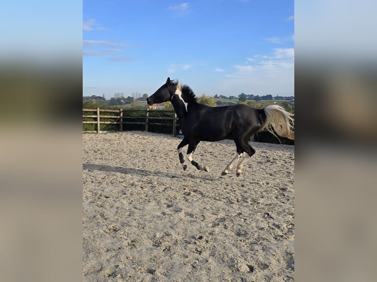 Zangersheide Klacz 6 lat 162 cm Tobiano wszelkich maści in Scherpenheuvel