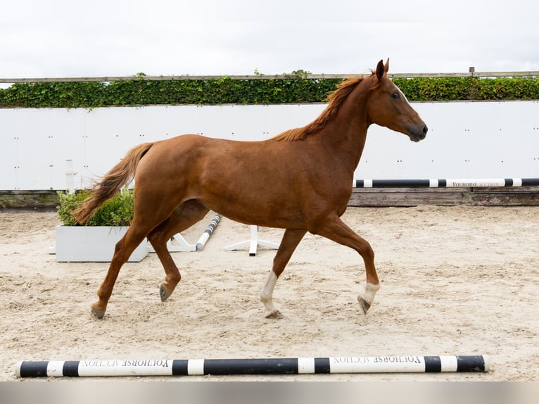 Zangersheide Klacz 6 lat 164 cm  in Waddinxveen