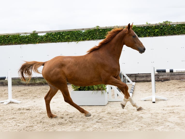Zangersheide Klacz 6 lat 164 cm  in Waddinxveen