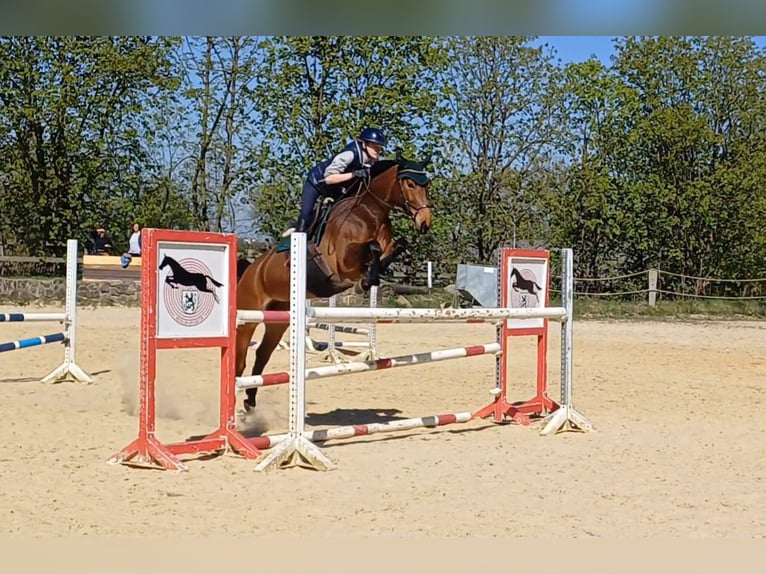 Zangersheide Klacz 6 lat 165 cm Ciemnogniada in Ratingen