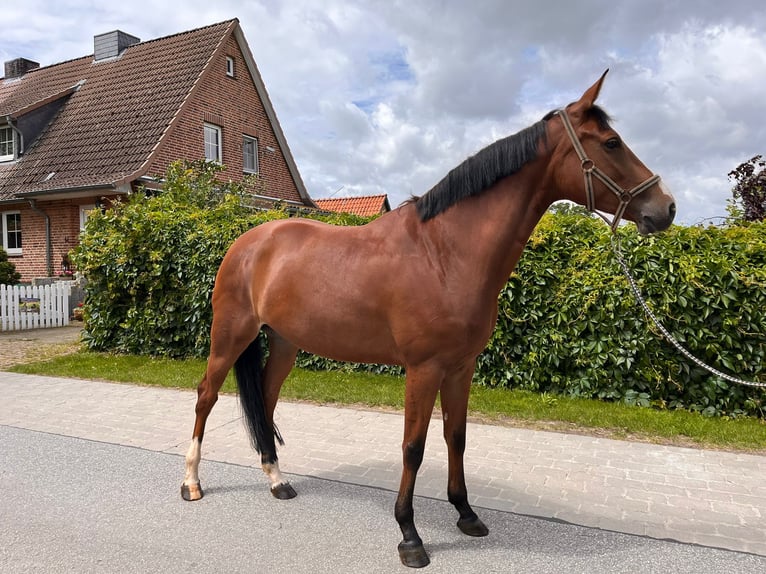 Zangersheide Klacz 6 lat 165 cm Gniada in Benken SG