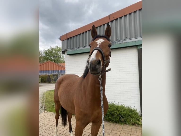 Zangersheide Klacz 6 lat 165 cm Gniada in Benken SG