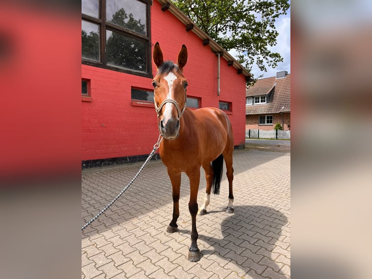 Zangersheide Klacz 6 lat 165 cm Gniada in Benken SG