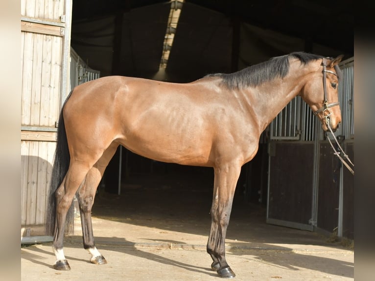 Zangersheide Klacz 6 lat 165 cm Gniada in Geilenkirchen