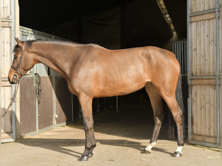 Zangersheide Klacz 6 lat 165 cm Gniada in Geilenkirchen