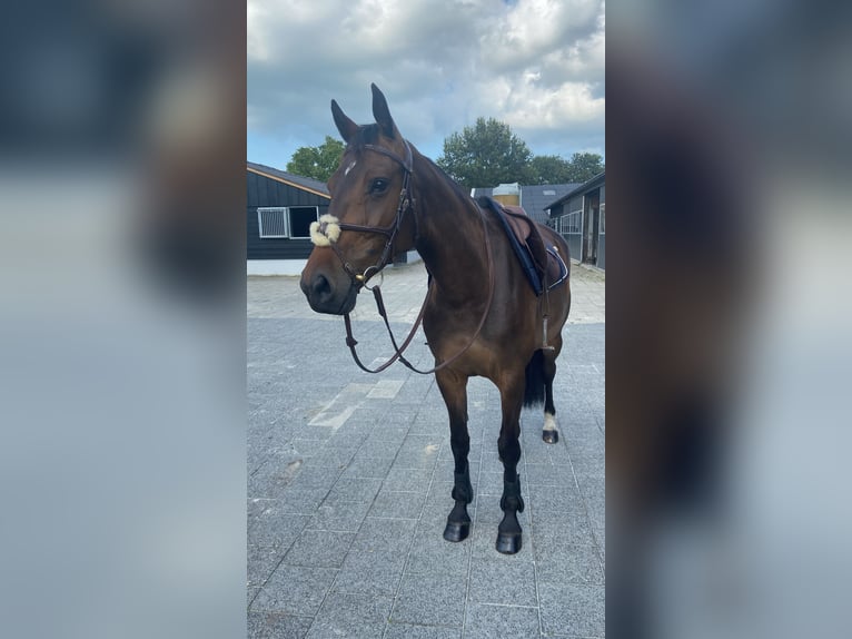 Zangersheide Klacz 6 lat 165 cm Gniada in Lierderholthuis