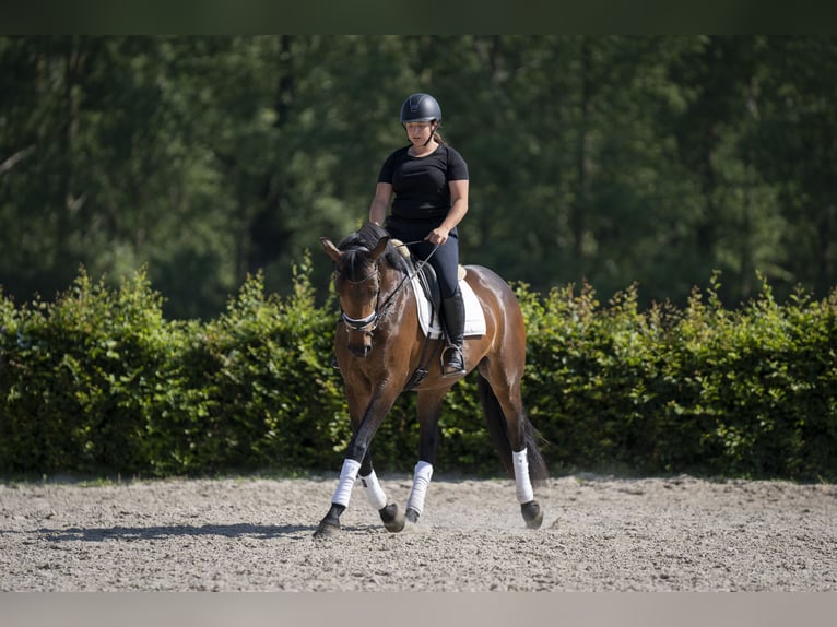 Zangersheide Klacz 6 lat 166 cm Skarogniada in Braives
