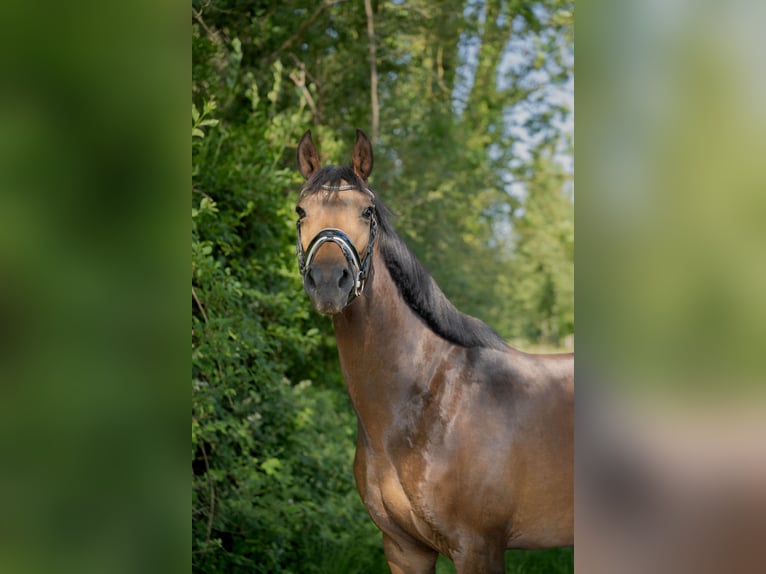 Zangersheide Klacz 6 lat 166 cm Skarogniada in Braives
