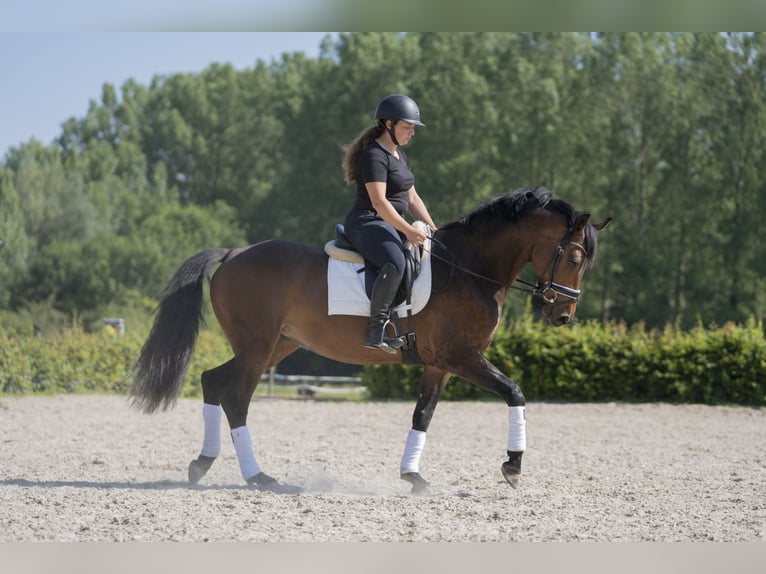 Zangersheide Klacz 6 lat 166 cm Skarogniada in Braives