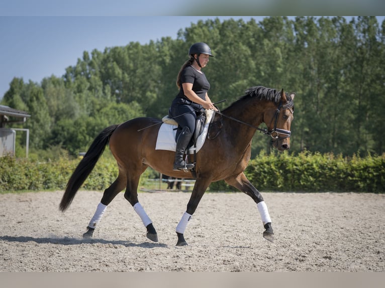 Zangersheide Klacz 6 lat 166 cm Skarogniada in Braives