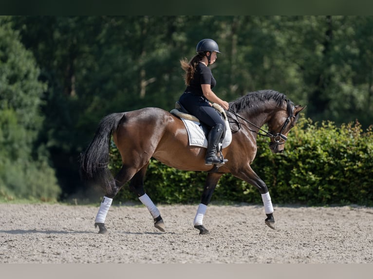 Zangersheide Klacz 6 lat 166 cm Skarogniada in Braives