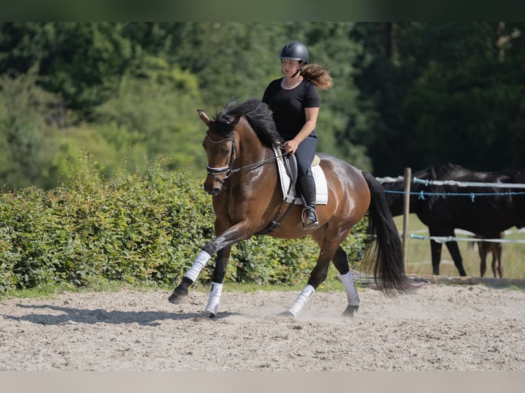 Zangersheide Klacz 6 lat 166 cm Skarogniada in Braives