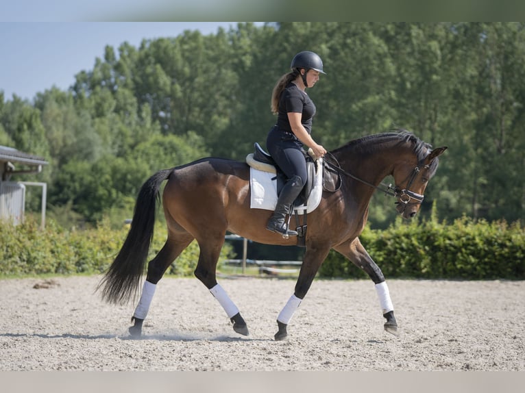 Zangersheide Klacz 6 lat 166 cm Skarogniada in Braives