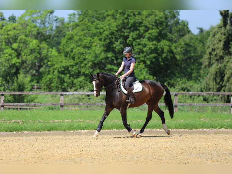 Zangersheide Klacz 6 lat 168 cm Ciemnogniada in Newbury