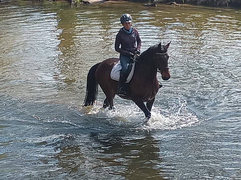 Zangersheide Klacz 6 lat 168 cm Gniada in Leszno Dolne