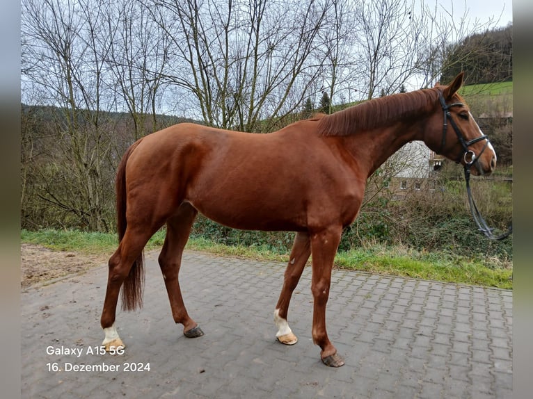 Zangersheide Klacz 6 lat 169 cm Kasztanowata in Mossautal