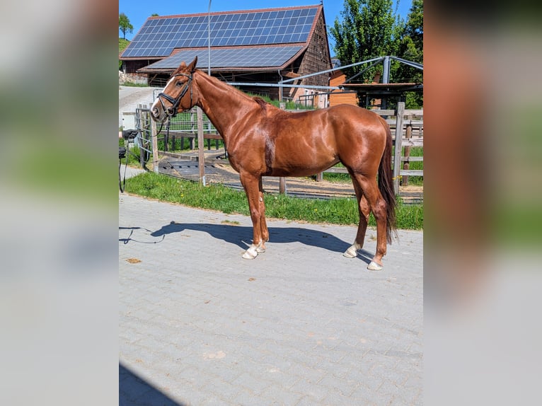 Zangersheide Klacz 6 lat 169 cm Kasztanowata in Mossautal