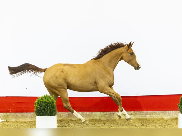 Zangersheide Klacz 6 lat 171 cm Kasztanowata in Waddinxveen