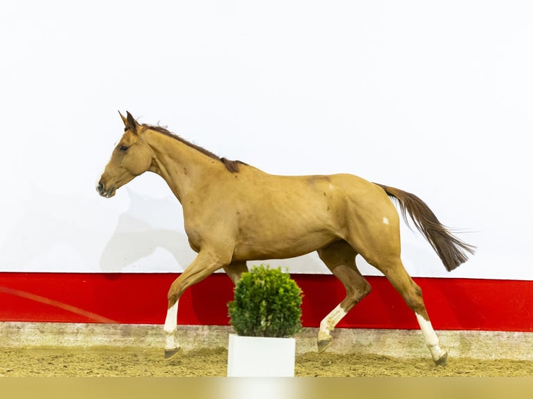 Zangersheide Klacz 6 lat 171 cm Kasztanowata in Waddinxveen