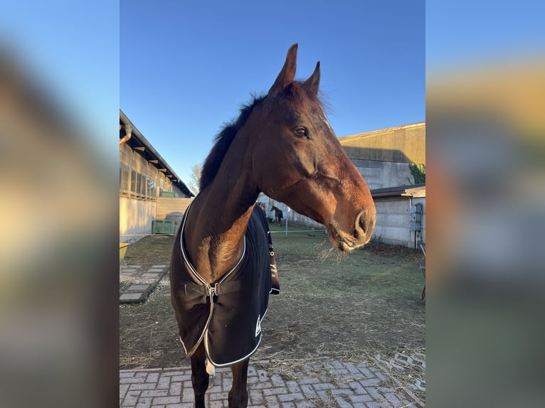 Zangersheide Klacz 6 lat Ciemnogniada in Stralsund