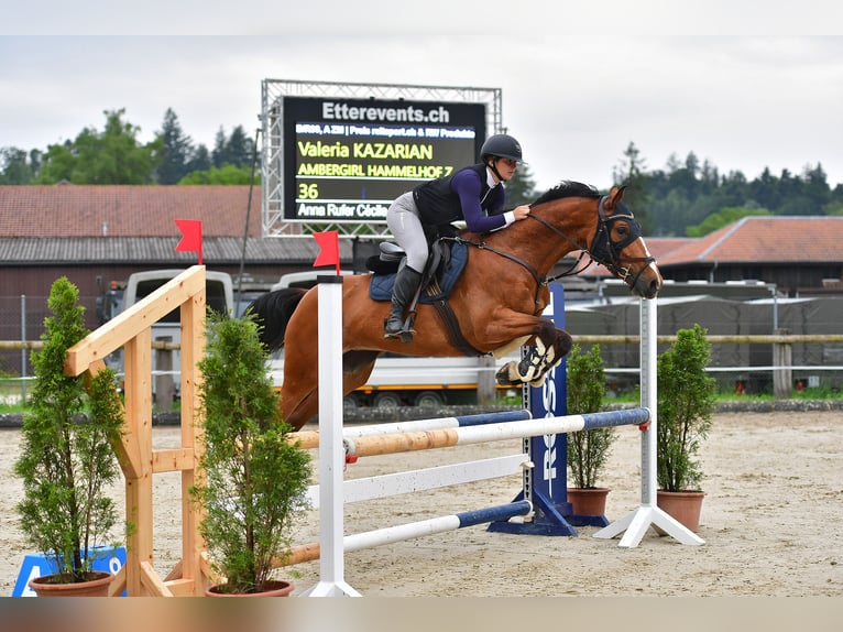 Zangersheide Klacz 7 lat 160 cm Gniada in B&#xE4;tterkindenB&#xE4;tterkinden