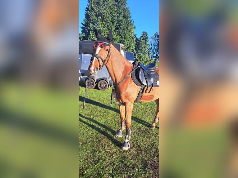 Zangersheide Klacz 7 lat 160 cm Kasztanowata in Lähden