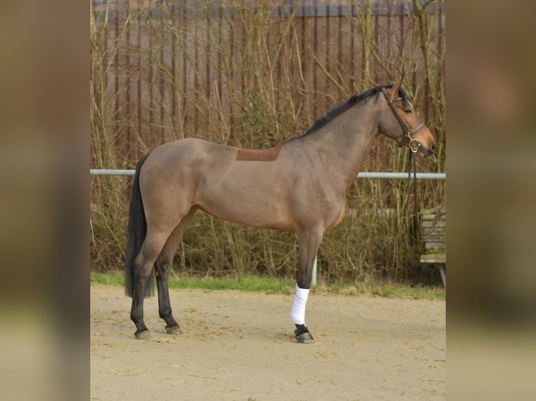 Zangersheide Klacz 7 lat 162 cm Gniada in Geilenkirchen