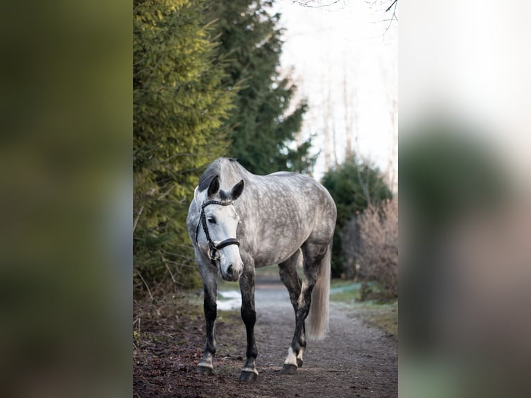 Zangersheide Klacz 7 lat 163 cm Siwa jabłkowita in Wertach