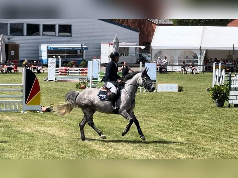 Zangersheide Klacz 7 lat 163 cm Siwa in Sittensen