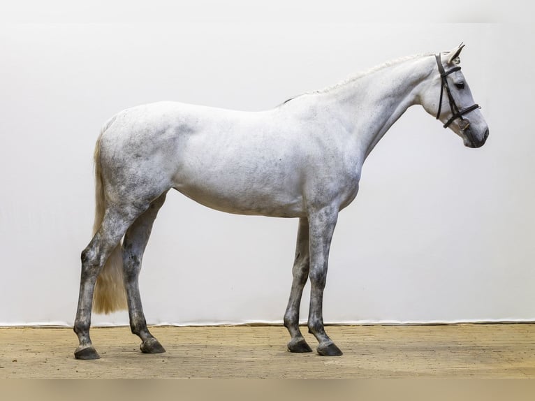 Zangersheide Klacz 7 lat 165 cm  in Waddinxveen