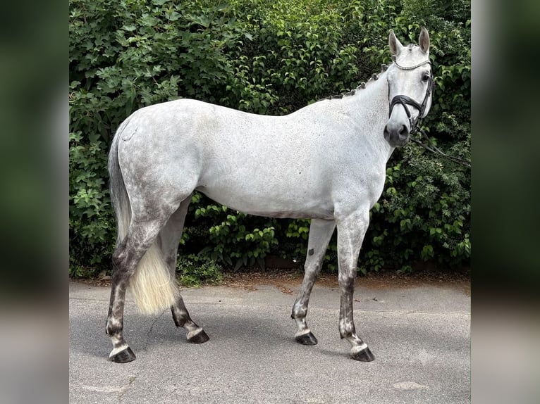 Zangersheide Klacz 7 lat 166 cm Siwa jabłkowita in Niederkassel