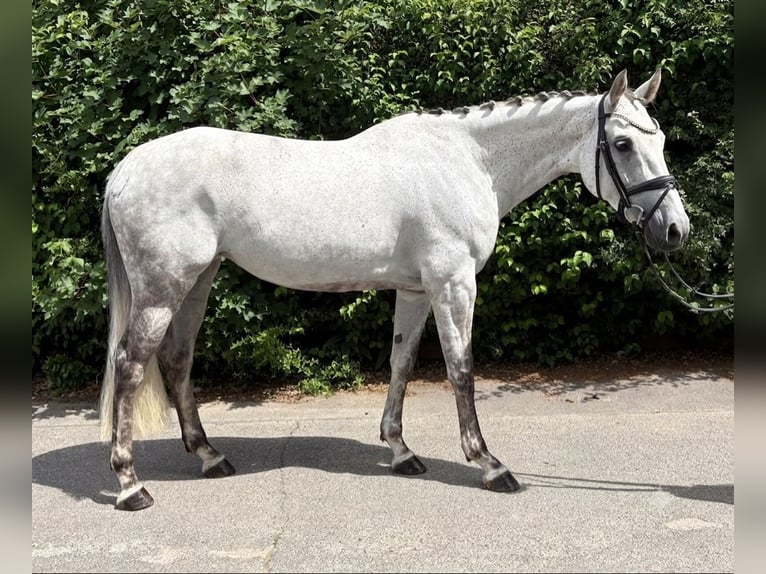 Zangersheide Klacz 7 lat 166 cm Siwa jabłkowita in Niederkassel