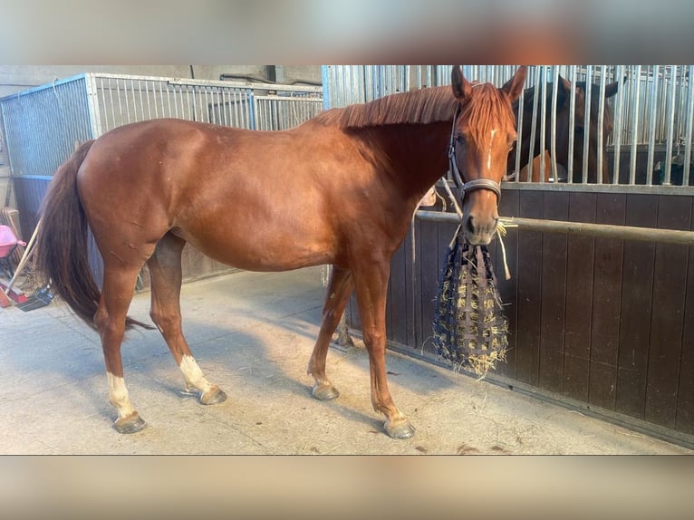 Zangersheide Klacz 7 lat 167 cm Kasztanowata in Bergem