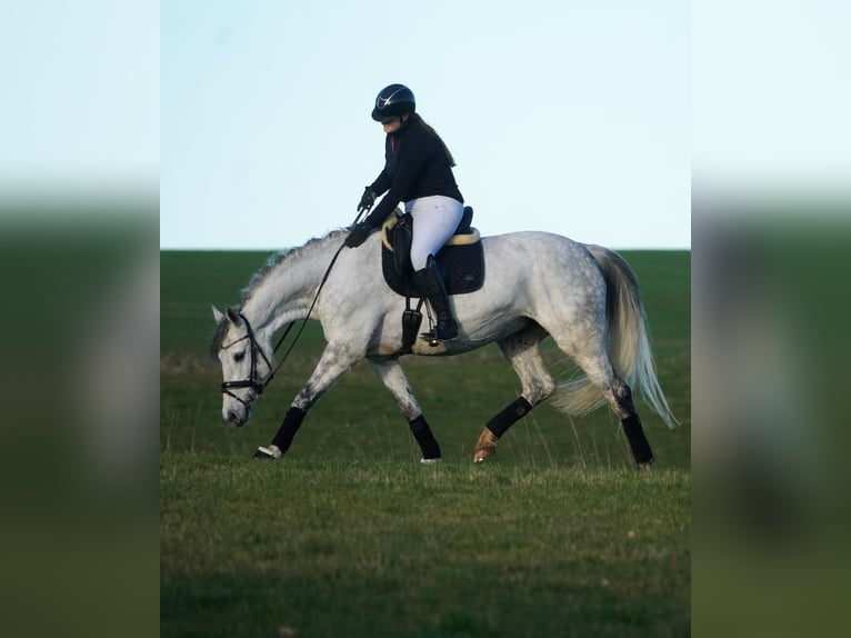 Zangersheide Klacz 7 lat 168 cm Karosiwa in Nettersheim