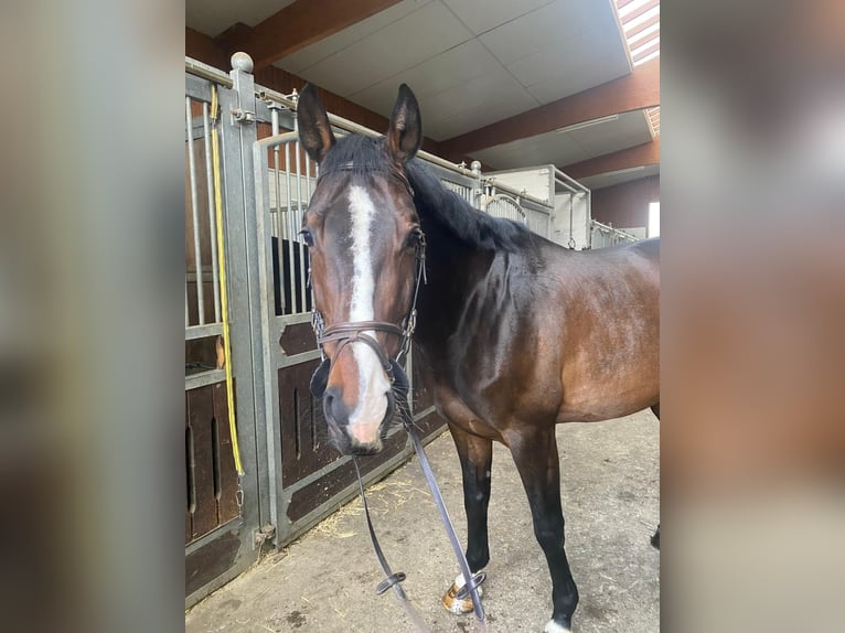 Zangersheide Klacz 7 lat 169 cm Ciemnogniada in Witten