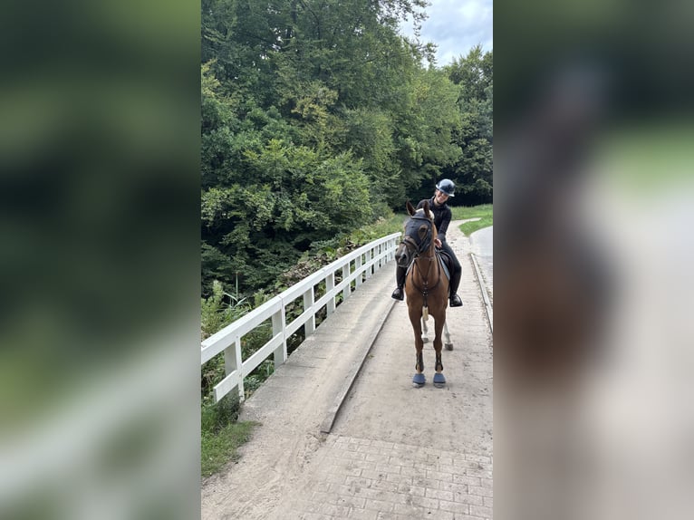 Zangersheide Klacz 7 lat 169 cm Kasztanowata in Wassenaar