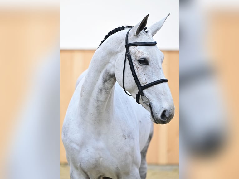 Zangersheide Klacz 7 lat 170 cm Siwa in Jeziorany