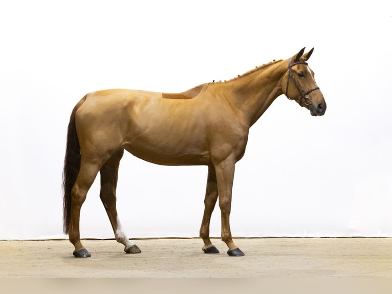 Zangersheide Klacz 7 lat 171 cm Cremello in Waddinxveen