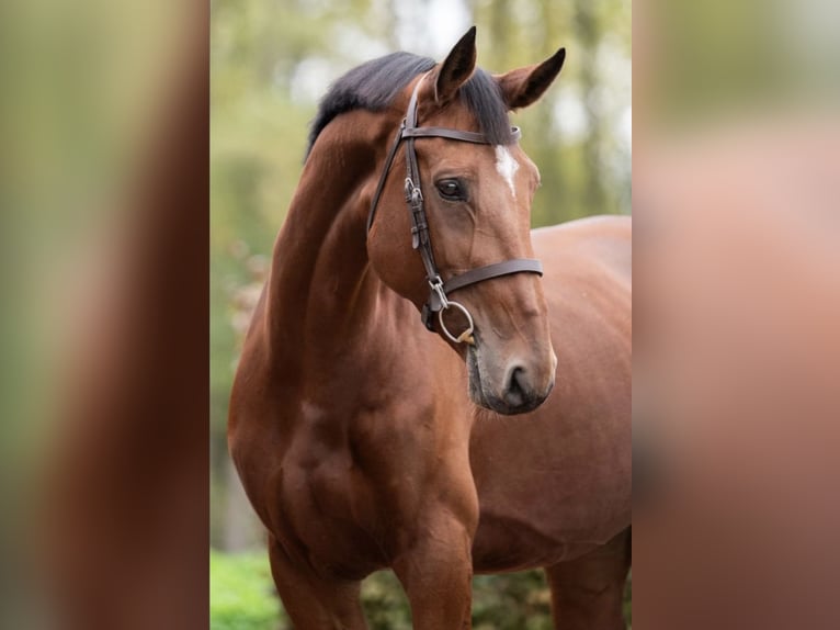 Zangersheide Klacz 7 lat 172 cm Gniada in Poznań