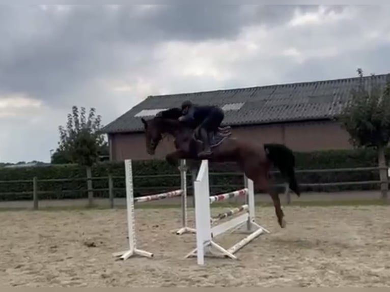 Zangersheide Klacz 7 lat 172 cm Gniada in Poznań